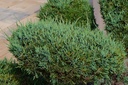 Japanische Schwarzkiefer - Pinus thunbergii 'Thunderhead' (Kopie)