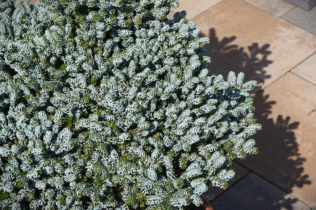 Abies koreana - Koreatanne 'Kohout's Icebreaker'