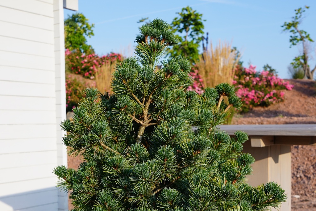 Zwergmädchenkiefer - Pinus parviflora 'Floppy Joe'