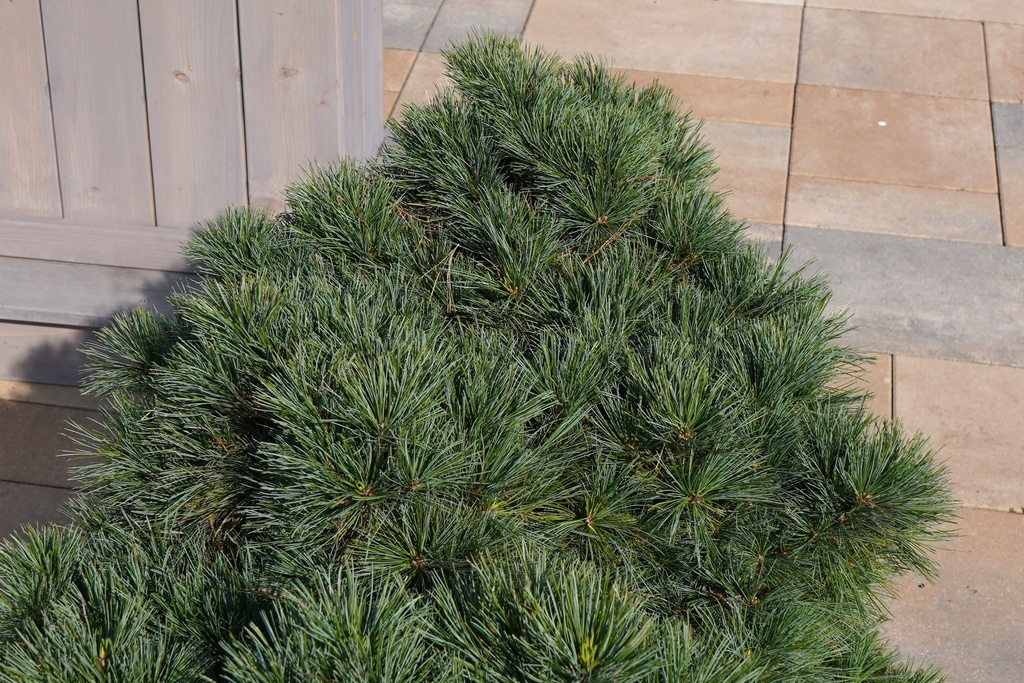 Miniseidenkiefer - Pinus strobus 'Northway Broom'