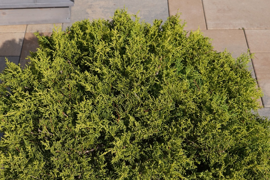 Golder Wacholder - Juniperus chinensis 'Old Gold'