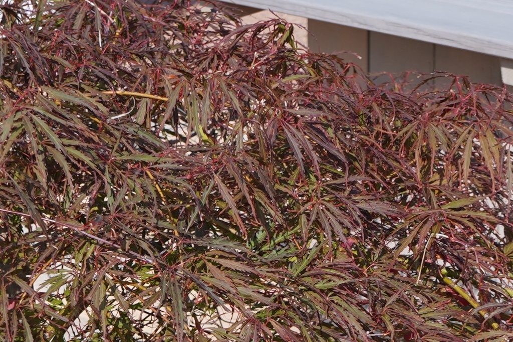 Dunkelroter Schlitzahorn - Acer palmatum 'Dissectum Garnet'