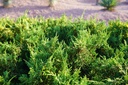 Zebra-Wacholder - Juniperus media 'Variegata'