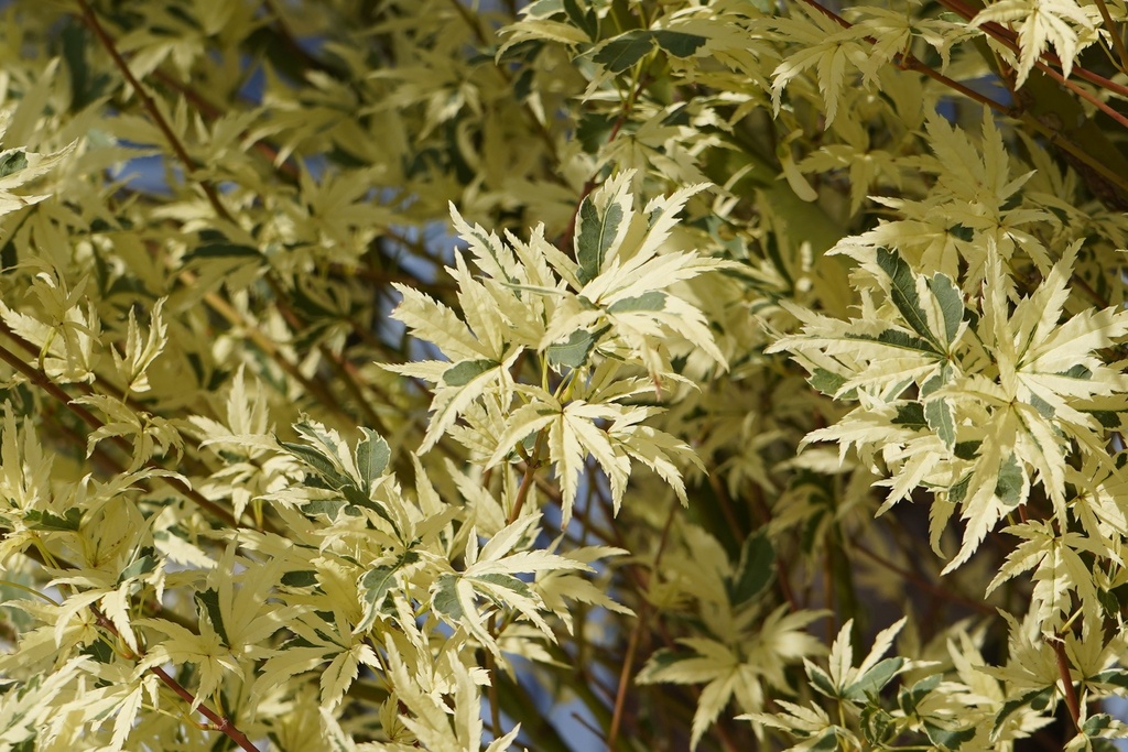 Fächer-Ahorn - Acer palmatum 'Butterfly'