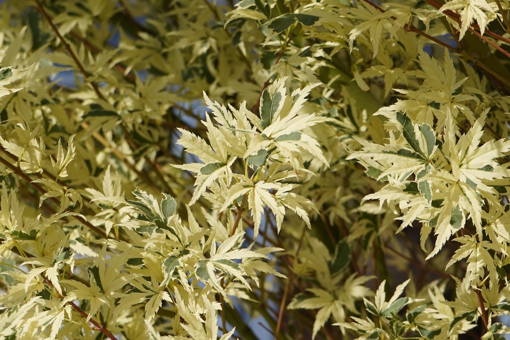 Fächer-Ahorn - Acer palmatum 'Butterfly'