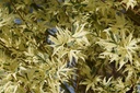 Fächer-Ahorn - Acer palmatum 'Butterfly'