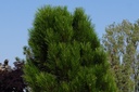 Schwarzkiefer - Pinus nigra 'Green Tower'