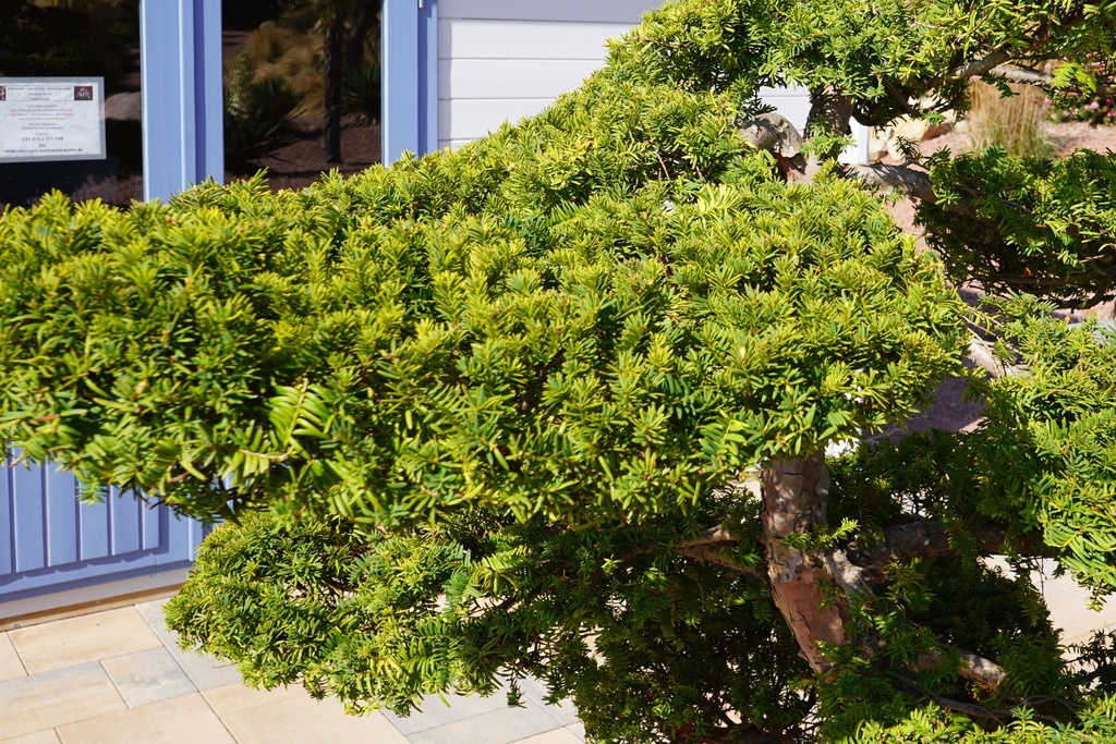 Japanische Eibe - Taxus cuspidata Bonsai