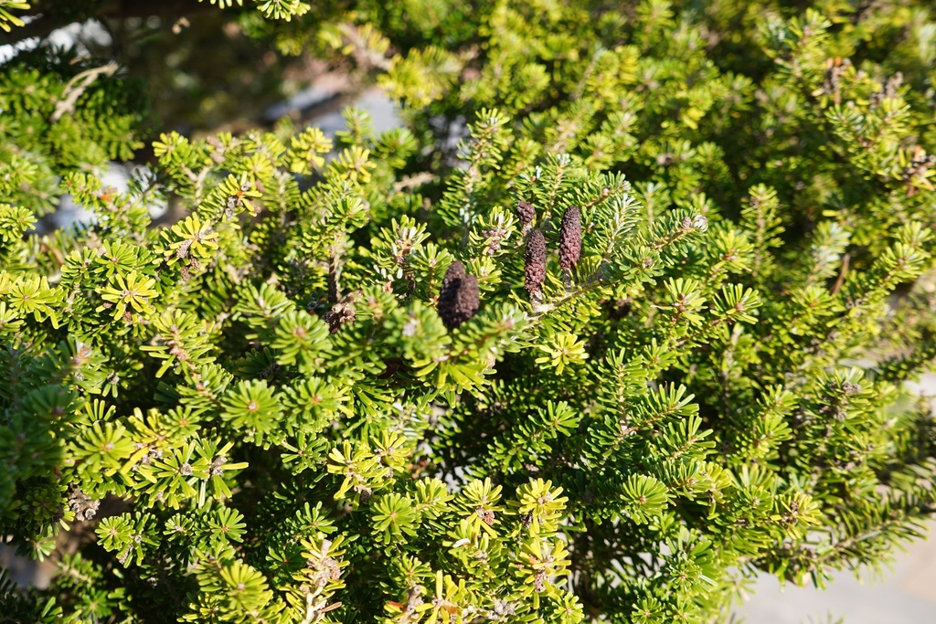 Koreatanne - Abies koreana 'Green Carpet' #1