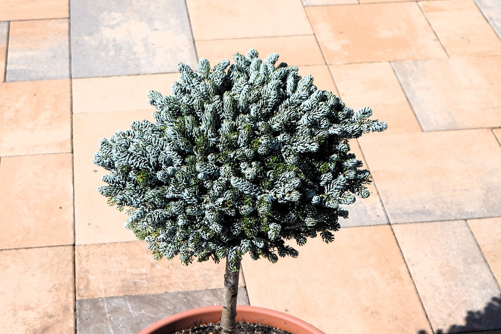 Abies koreana - Koreatanne 'Kohout's Icebreaker' #1