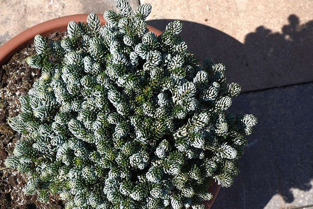 Abies koreana - Koreatanne 'Kohout's Icebreaker' #2