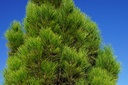 Japanische Säulenrotkiefer - Pinus densiflora 'Fastigiata'