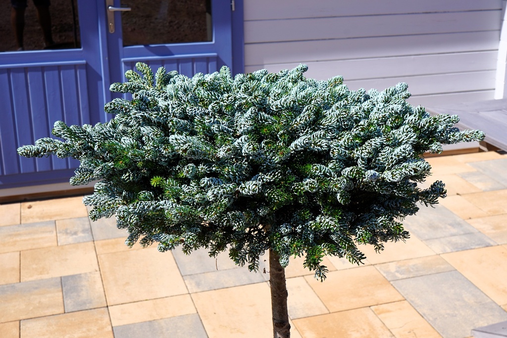 Abies koreana - Koreatanne 'Kohout's Icebreaker' #6