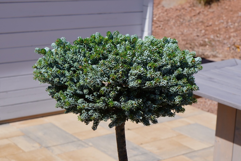 Abies koreana - Koreatanne 'Kohout's Icebreaker' #7