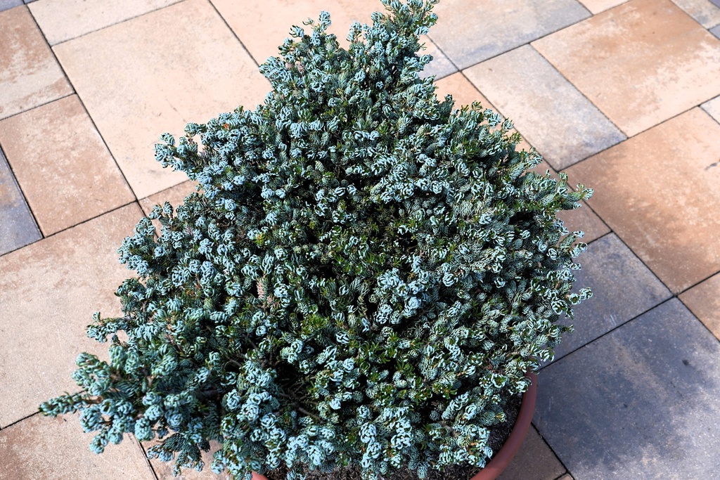 Abies koreana - Koreatanne 'Kohout's Icebreaker' #9