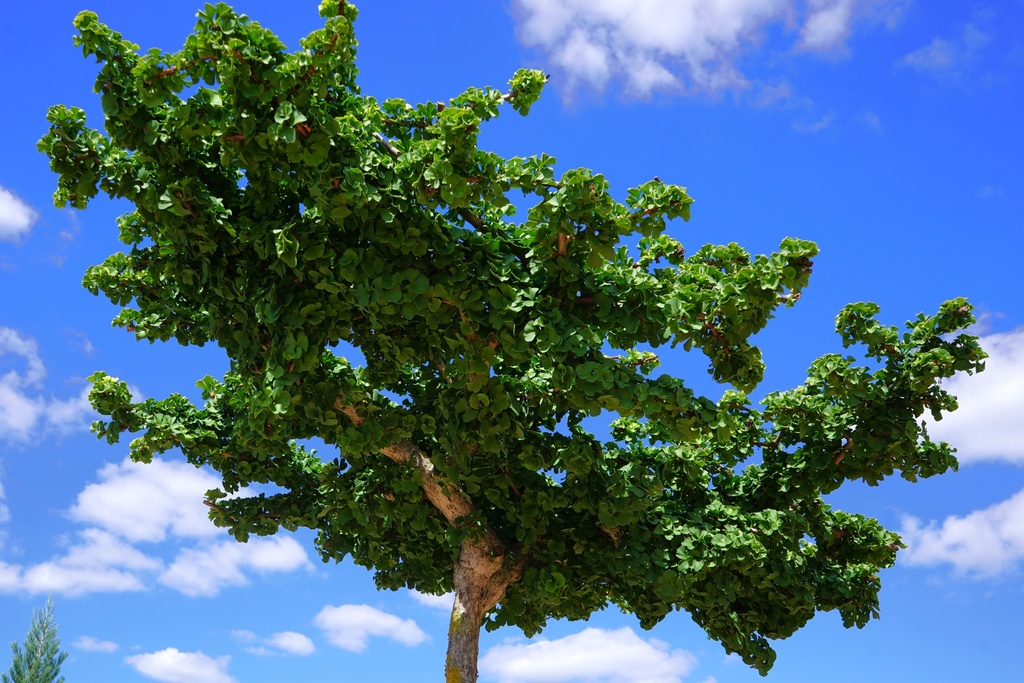 Fächerblattbaum - Ginkgo biloba 'Everton'