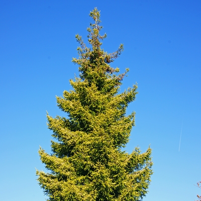 Picea orientalis 'Skylands_'2.jpg