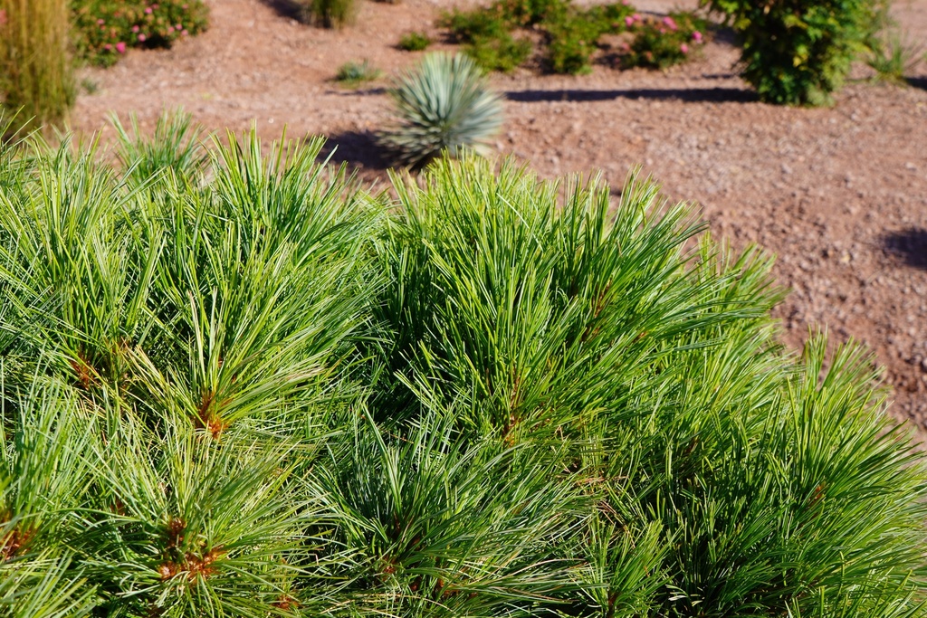 Zwergseidenkiefer / Pinus strobus 'Minuta' #1