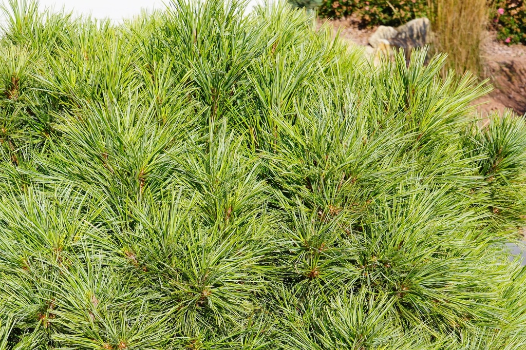 Zwergseidenkiefer / Pinus strobus 'Minuta' #2