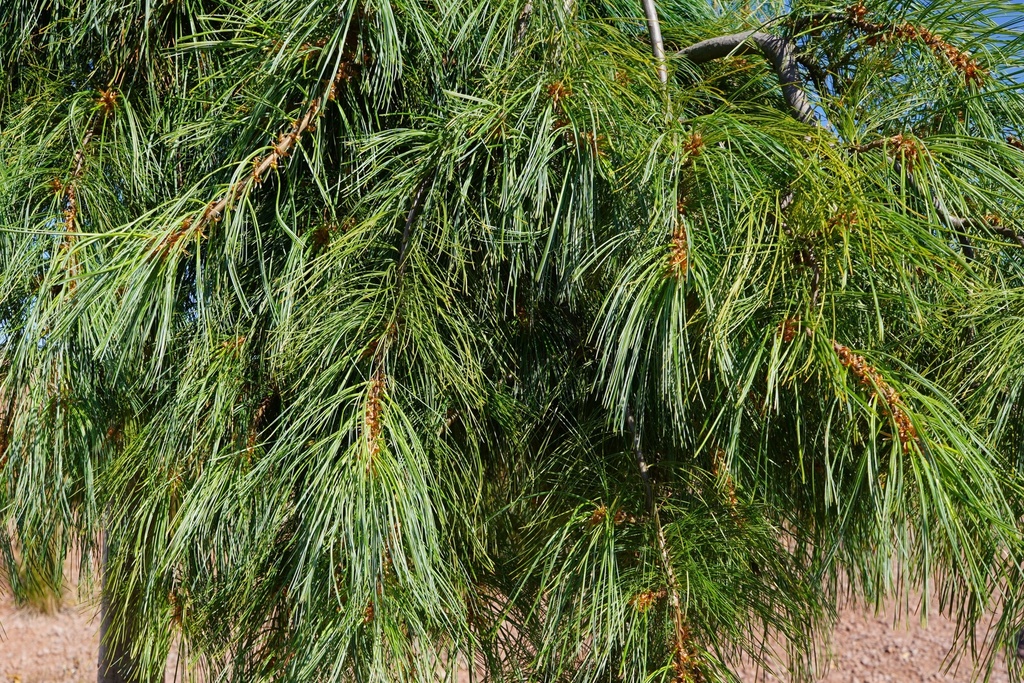 Hänge-Seidenkiefer - Pinus strobus 'Pendula' #1