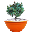 Abies lasiocarpa Prickly Pete front.png