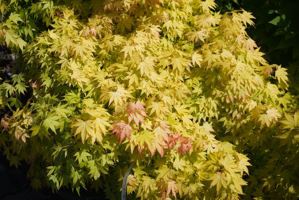 Fächer-Ahorn - Acer palmatum 'Bi-hoo' 40-50cm