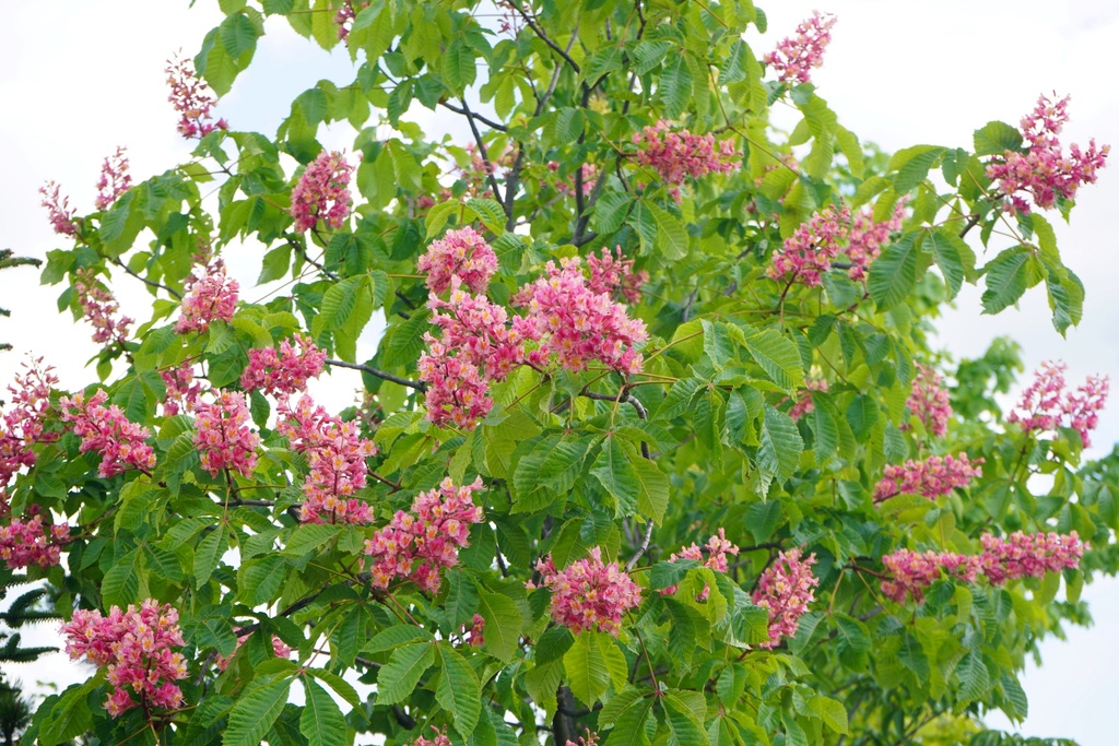 Rotblühende Roßkastanie / Edelkastanie - Aesculus carnea 'Briotii' Stammumfang 12-14cm