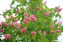 Rotblühende Roßkastanie / Edelkastanie - Aesculus carnea 'Briotii' Stammumfang 12-14cm