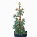 handveredelte Hänge- Coloradotanne - Abies concolor 'Fagerhult' - Hänge- Coloradotanne silber/blau- nadelig