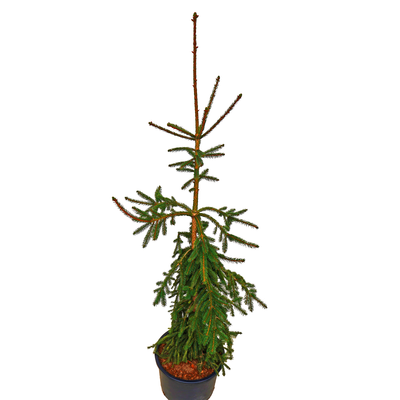 handveredelte Hänge- Fichte - Picea abies 'Rothenhaus' - Hänge- Fichte grün- nadelig