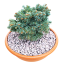 handveredelte Miniaturtanne - Abies lasiocarpa 'Prickly Pete' -  Miniatur- Felsengebirgstanne silber/blau- nadelig