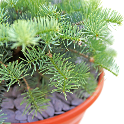 handveredelte Strauchtanne - Abies concolor 'La Veta' -  Strauch- Coloradotanne silber/grün- nadelig 30- 40cm