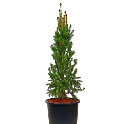 handveredelte Säulenfichte - Picea abies 'Cupressina' - Säulenfichte grün- nadelig