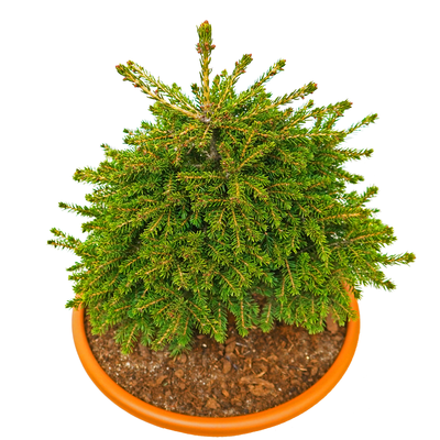 handveredelte Zwerg- Pyramidenfichte - Picea orientalis 'Losley' - orientalische Zwerg- Pyramidenfichte grün- nadelig