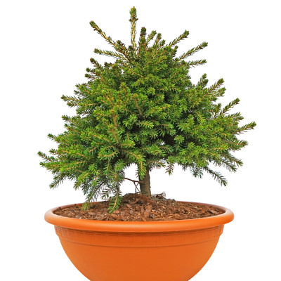 handveredelte Zwerg- Pyramidenfichte - Picea orientalis 'Losley' - orientalische Zwerg- Pyramidenfichte grün- nadelig