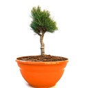 handveredelte Zwerg- Zirbe - Pinus cembra 'Eisvogel' - Zwerg- Zirbelkiefer silber/grün- nadelig