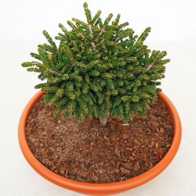 handveredelte Zwergfichte - Picea orientalis 'Barnes' - orientalische Zwergfichte grün- nadelig