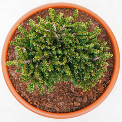 handveredelte Zwergfichte - Picea orientalis 'Barnes' - orientalische Zwergfichte grün- nadelig