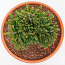 handveredelte Zwergfichte - Picea orientalis 'Barnes' - orientalische Zwergfichte grün- nadelig
