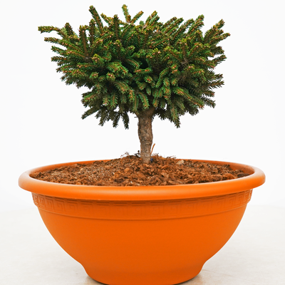 handveredelte Zwergfichte - Picea orientalis 'Barnes' - orientalische Zwergfichte grün- nadelig