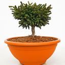 handveredelte Zwergfichte - Picea orientalis 'Barnes' - orientalische Zwergfichte grün- nadelig