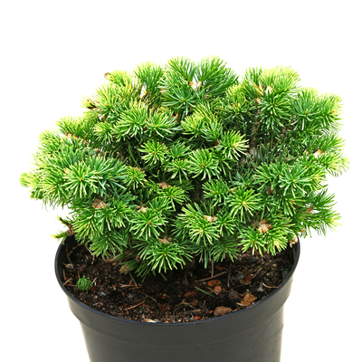 handveredelte Zwergtanne - Abies concolor 'Blue Baby' (Minima) -  Zwerg- Coloradotanne silber/blau- nadelig