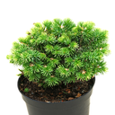 handveredelte Zwergtanne - Abies concolor 'Blue Baby' (Minima) -  Zwerg- Coloradotanne silber/blau- nadelig