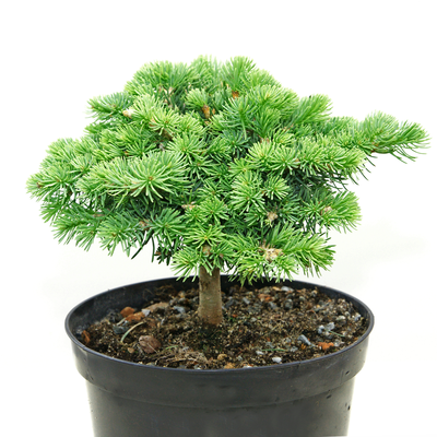 handveredelte Zwergtanne - Abies concolor 'Blue Baby' (Minima) -  Zwerg- Coloradotanne silber/blau- nadelig