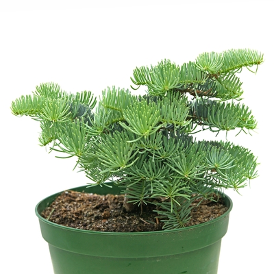 handveredelte Zwergtanne - Abies concolor 'Kings Gap' -  Zwerg- Coloradotanne blau- nadelig 20- 25cm