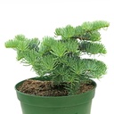 handveredelte Zwergtanne - Abies concolor 'Kings Gap' -  Zwerg- Coloradotanne blau- nadelig 20- 25cm