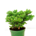 handveredelte Zwergtanne - Abies koreana 'Cis' -  Zwerg- Koreatanne dunkelgrün- nadelig 20- 25cm