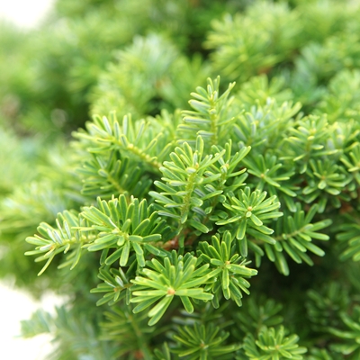handveredelte Zwergtanne - Abies koreana 'Cis' -  Zwerg- Koreatanne dunkelgrün- nadelig 20- 25cm