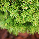 handveredelte Zwergtanne - Abies koreana 'Kristallkugel' -  Zwerg- Koreatanne grün- nadelig