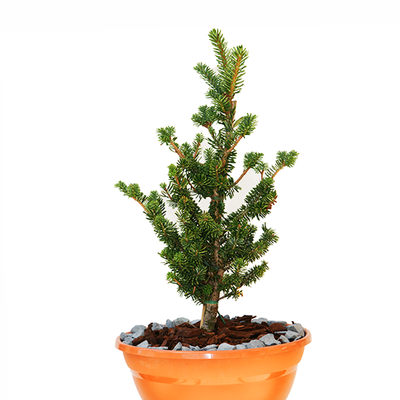 japanische Momitanne - Abies firma 'Bedgebury'- Momitanne grün- nadelig 100- 125cm